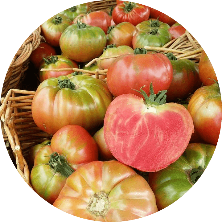 In-Season Grandpas Tomatoes