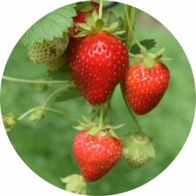 In Season Strawberries